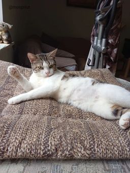 кошка Мия из приюта ищет дом