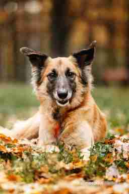 Приют для бездомных животных в Москве и Московской области | Взять собаку или кошку из приюта - mospriut