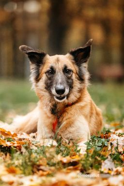 собака Сента из приюта ищет дом