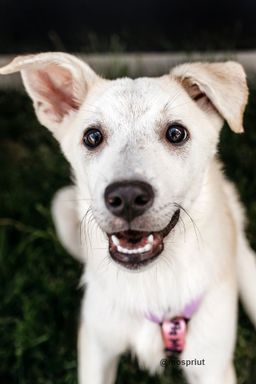 собака Кайли из приюта ищет дом