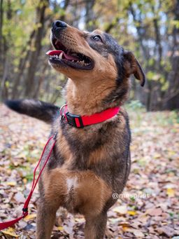 собака Аксель из приюта ищет дом