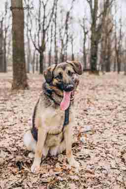 Приют для бездомных животных в Москве и Московской области | Взять собаку или кошку из приюта - mospriut