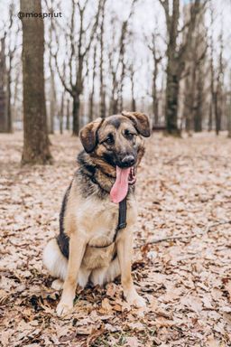 собака Ума  из приюта ищет дом