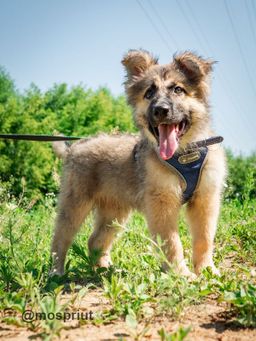 собака Альф из приюта ищет дом