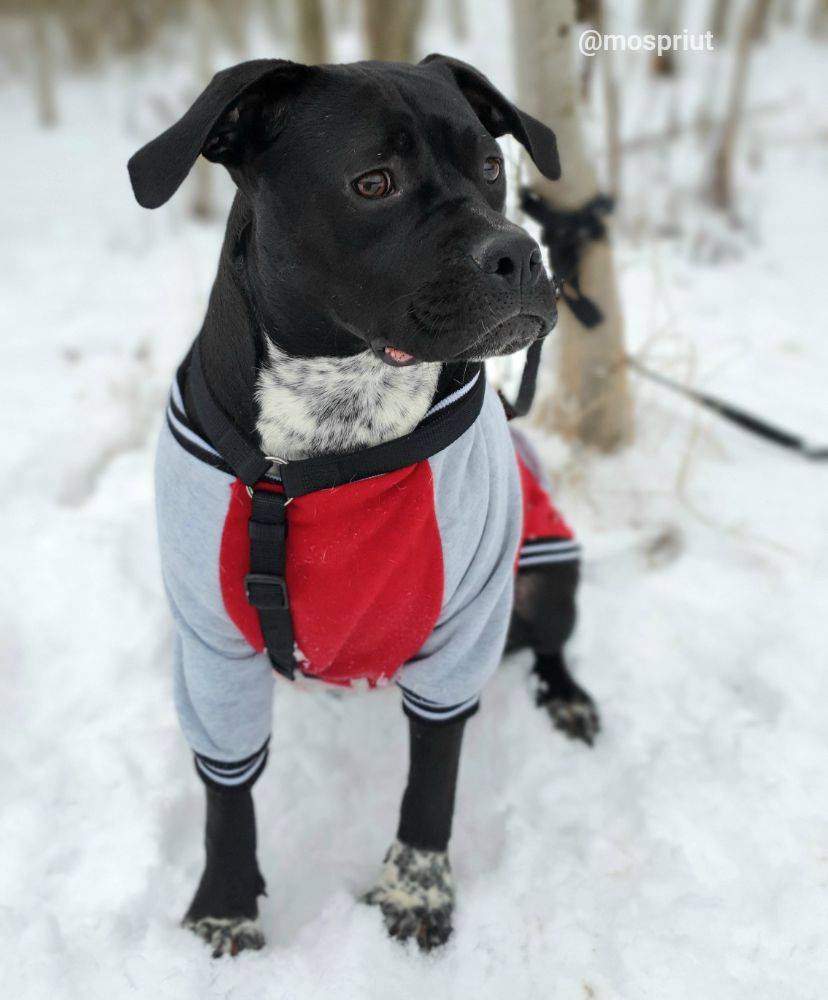 собака Серена выпускница из приюта «Щербинка» для бездомных животных (собаки), Москва и Московская область