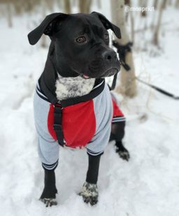 собака Серена из приюта ищет дом