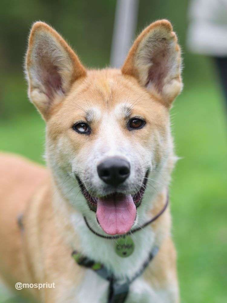 СОБАКА СУМИКО (СУМИ)  из приюта Щербинка для бездомных животных, Москва и Московская область | mospriut