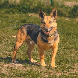 собака Шурик из приюта ищет дом