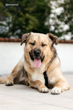 собака Дынька из приюта ищет дом