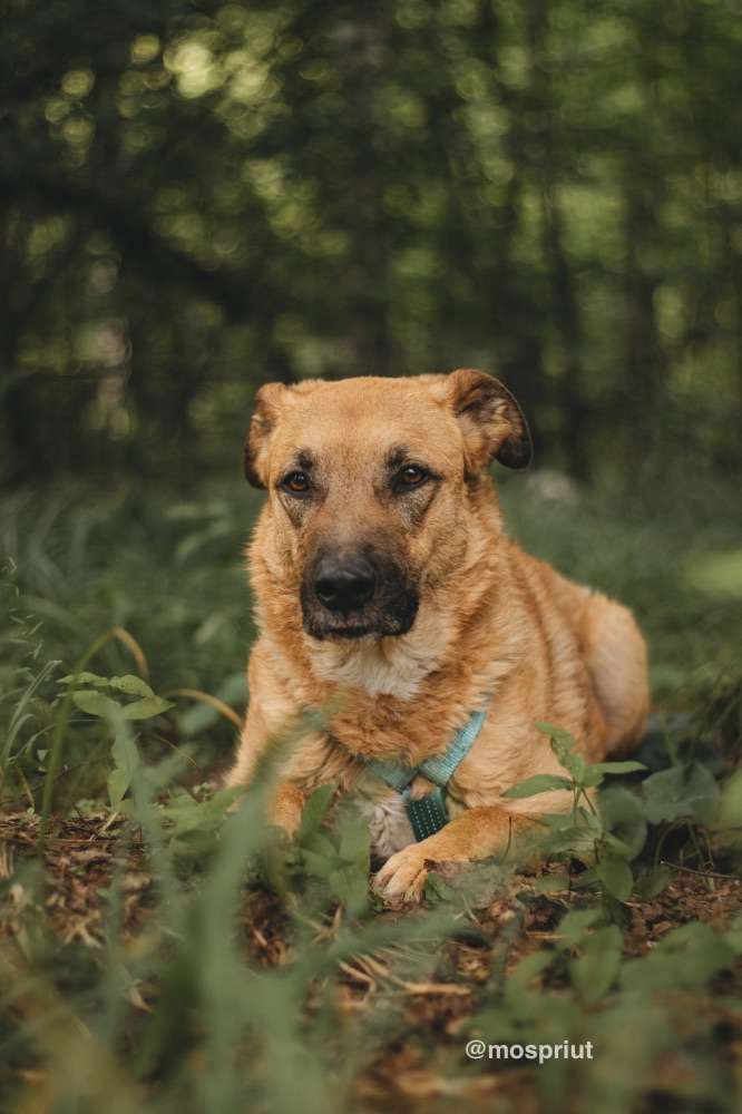 СОБАКА ТИЛЛЬ  из приюта Красная сосна для бездомных животных, Москва и Московская область | mospriut