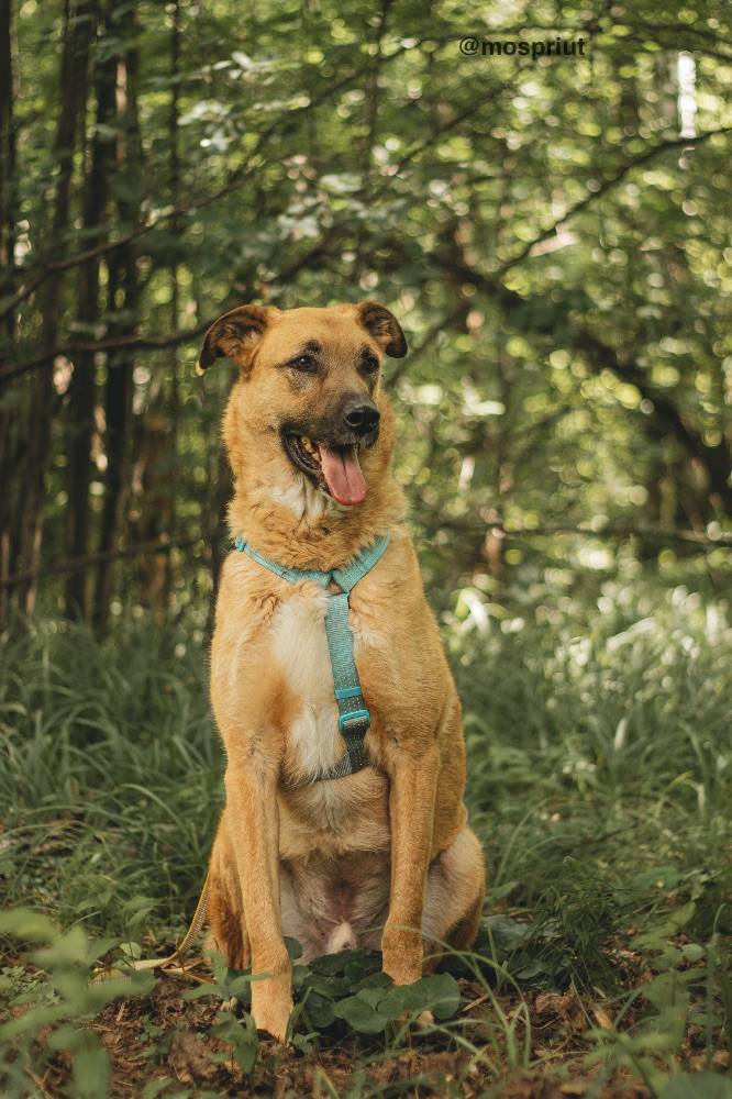 Питомец Тилль из приюта для бездомных животных - mospriut (мосприют)