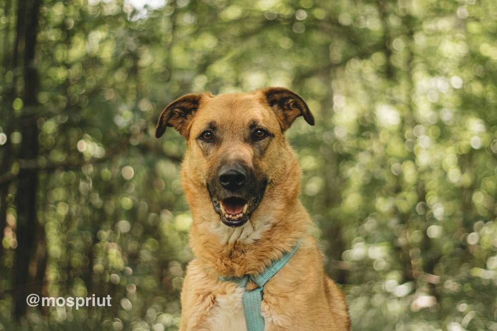 СОБАКА ТИЛЛЬ  из приюта Красная сосна для бездомных животных, Москва и Московская область | mospriut