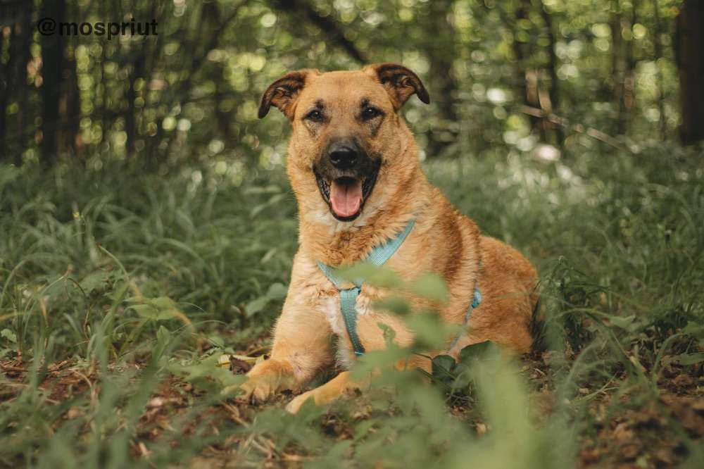 СОБАКА ТИЛЛЬ  из приюта Красная сосна для бездомных животных, Москва и Московская область | mospriut