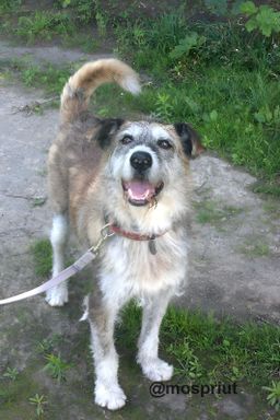 собака Терри из приюта ищет дом