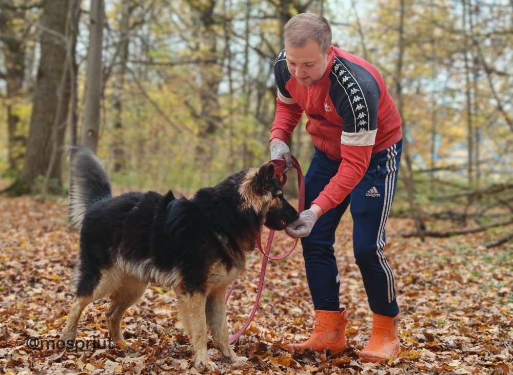 СОБАКА ЕВА  из приюта Щербинка для бездомных животных, Москва и Московская область | mospriut