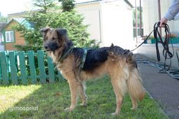 собака Арчи из приюта ищет дом
