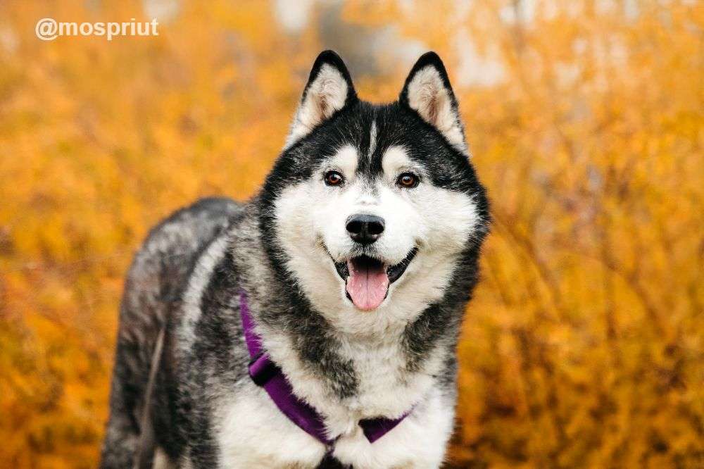 СОБАКА КАНЗИ  из приюта Дубовая Роща для бездомных животных, Москва и Московская область | mospriut