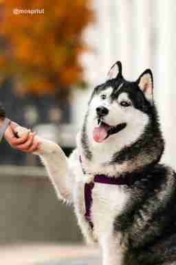 Приют для бездомных животных в Москве и Московской области | Взять собаку или кошку из приюта - mospriut