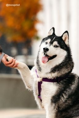 собака Канзи из приюта ищет дом