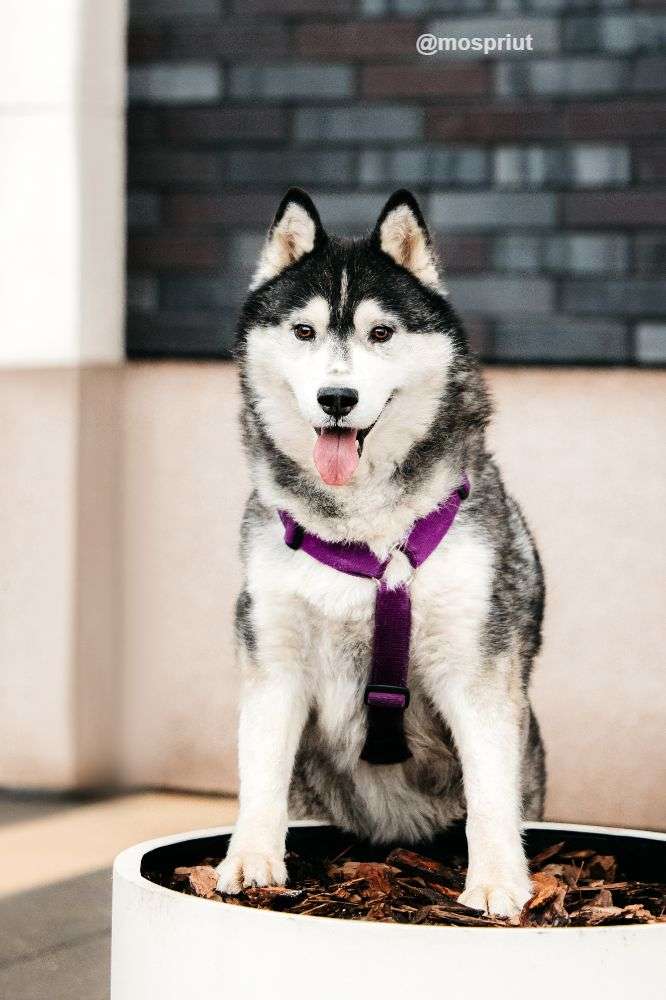 СОБАКА КАНЗИ  из приюта Дубовая Роща для бездомных животных, Москва и Московская область | mospriut