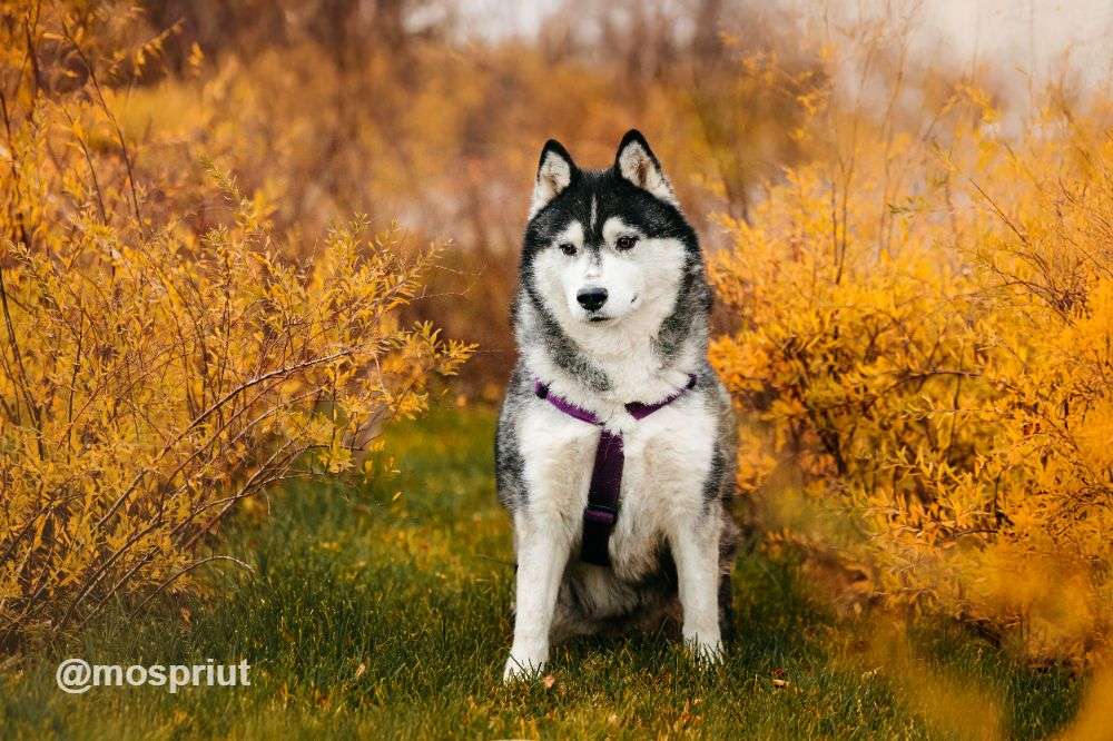 СОБАКА КАНЗИ  из приюта Дубовая Роща для бездомных животных, Москва и Московская область | mospriut