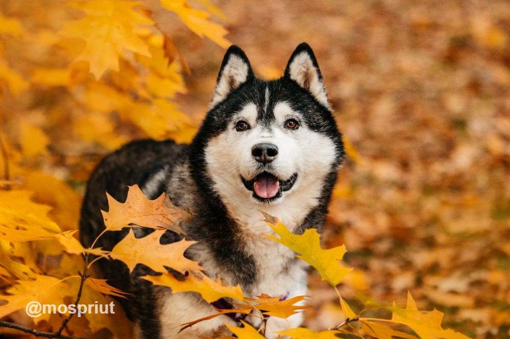 СОБАКА КАНЗИ  из приюта Дубовая Роща для бездомных животных, Москва и Московская область | mospriut