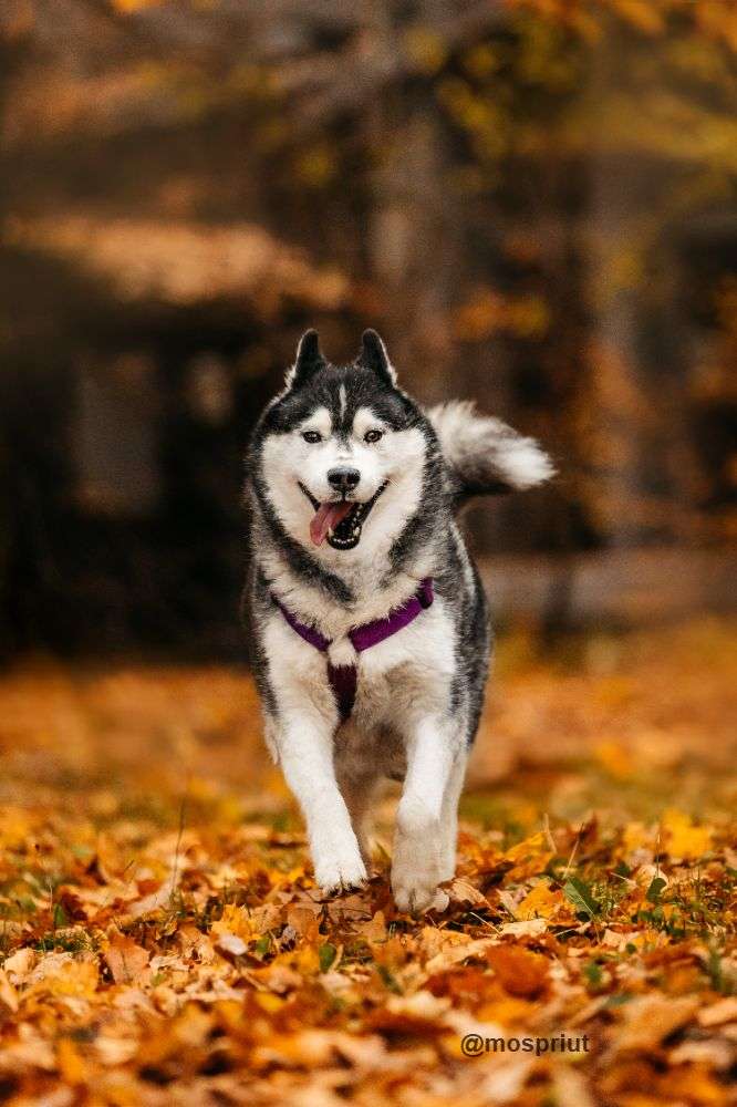 СОБАКА КАНЗИ  из приюта Дубовая Роща для бездомных животных, Москва и Московская область | mospriut