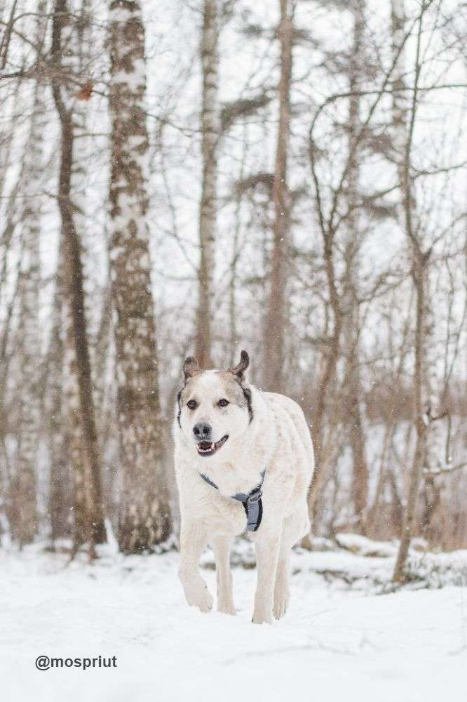 СОБАКА СЁМА  из приюта Красная сосна для бездомных животных, Москва и Московская область | mospriut