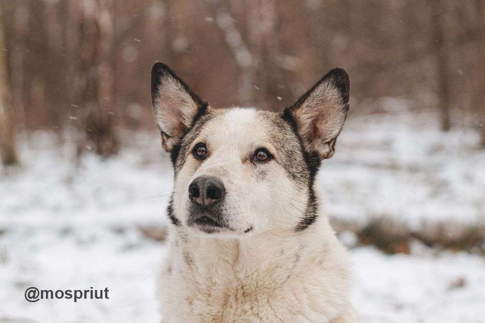 СОБАКА СЁМА  из приюта Красная сосна для бездомных животных, Москва и Московская область | mospriut