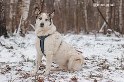 собака Сёма из приюта ищет дом