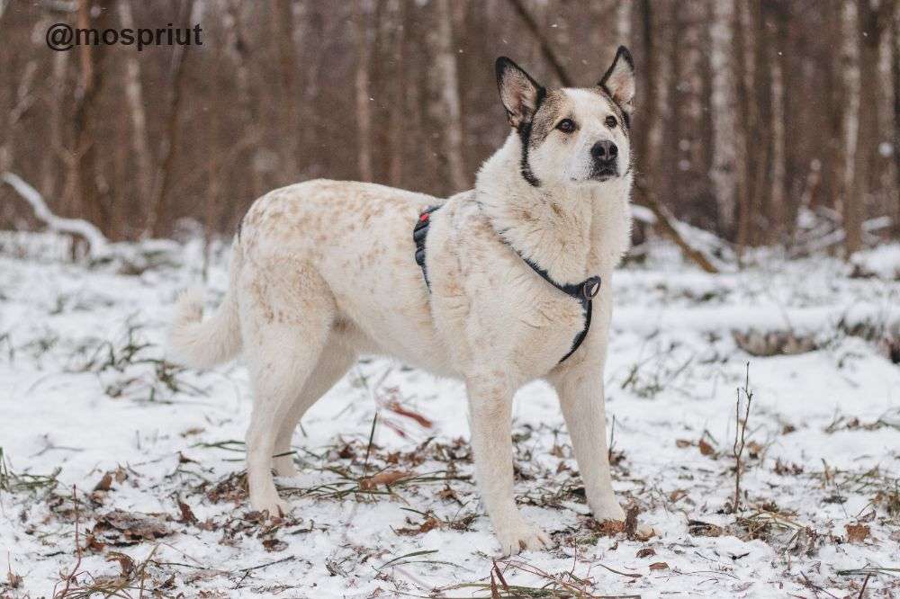 СОБАКА СЁМА  из приюта Красная сосна для бездомных животных, Москва и Московская область | mospriut