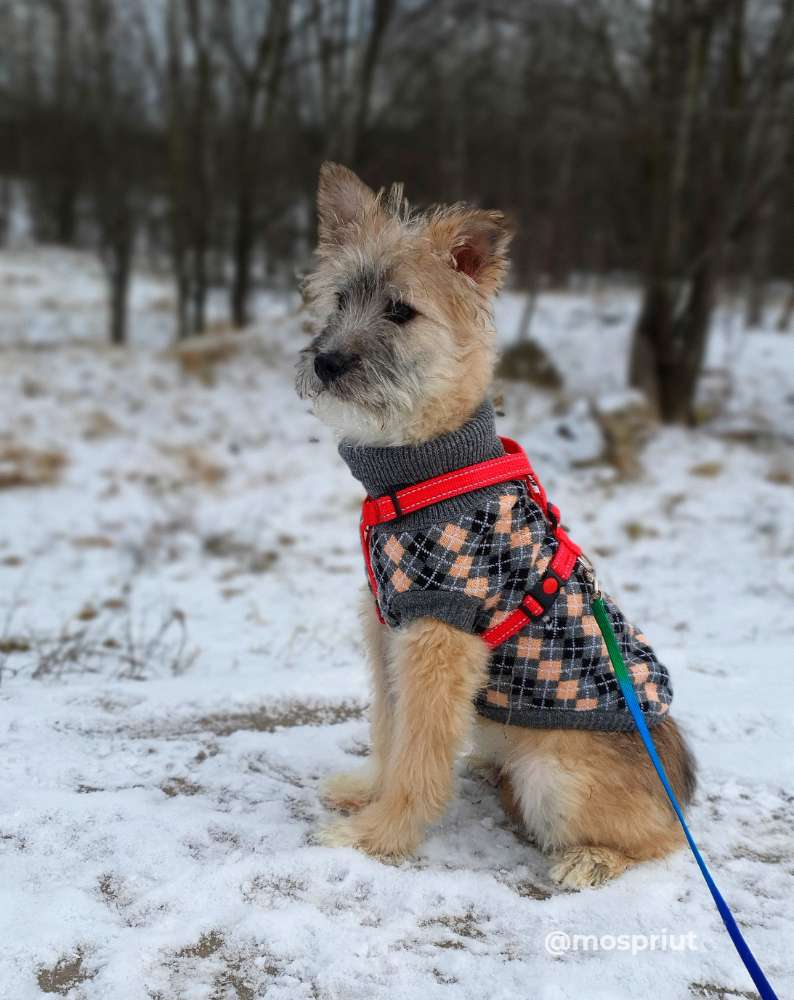 Бездомное животное Чуи из приюта