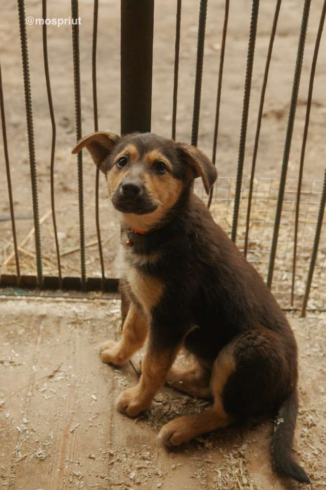 СОБАКА МАКИ  из приюта Красная сосна для бездомных животных, Москва и Московская область | mospriut