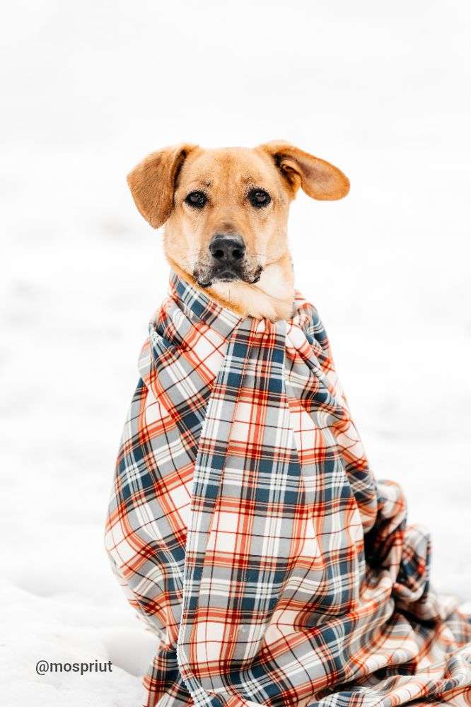 СОБАКА ДЖЕССИ  из приюта Дубовая Роща для бездомных животных, Москва и Московская область | mospriut