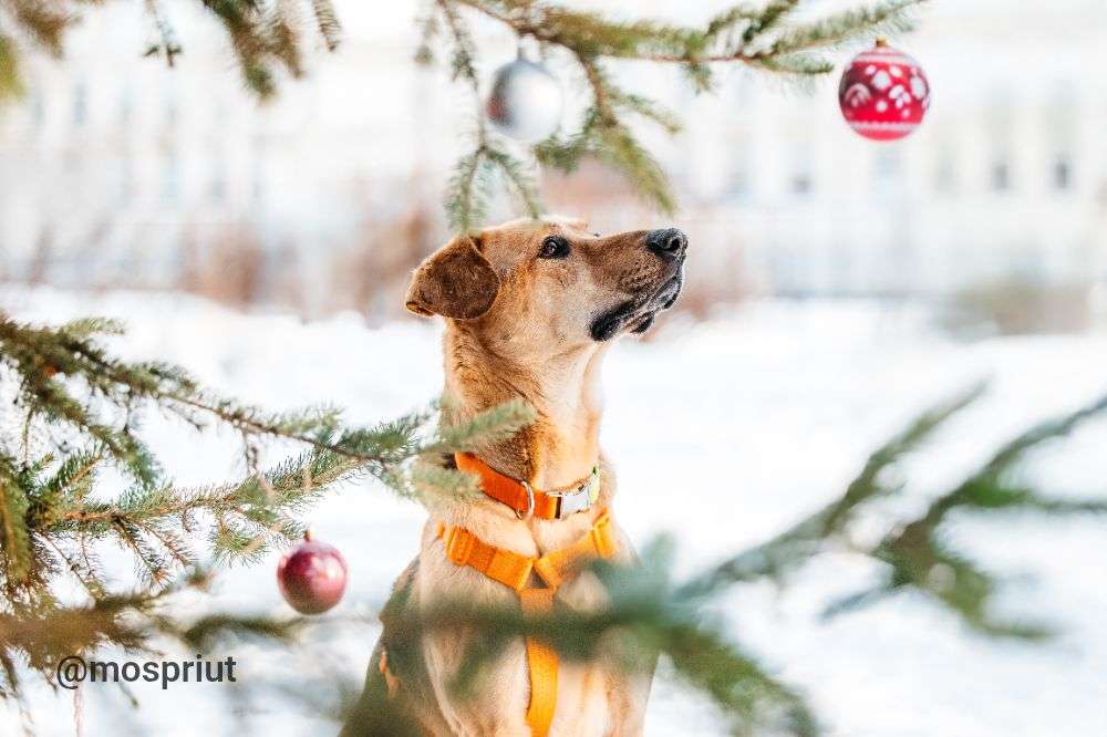 СОБАКА ДЖЕССИ  из приюта Дубовая Роща для бездомных животных, Москва и Московская область | mospriut