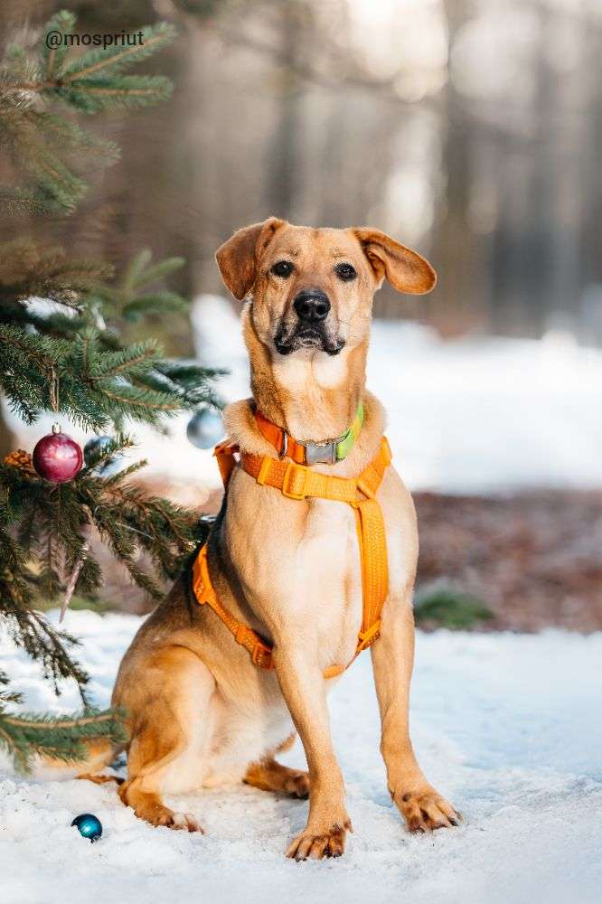 СОБАКА ДЖЕССИ  из приюта Дубовая Роща для бездомных животных, Москва и Московская область | mospriut