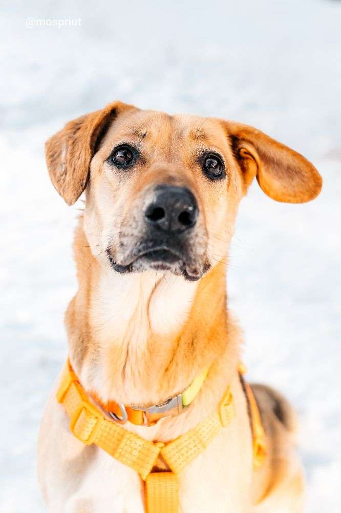 СОБАКА ДЖЕССИ  из приюта Дубовая Роща для бездомных животных, Москва и Московская область | mospriut