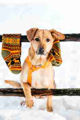 Приют для бездомных животных в Москве и Московской области | Взять собаку или кошку из приюта - mospriut