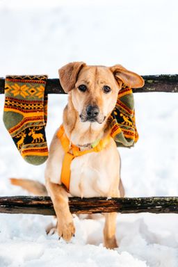 собака Джесси из приюта ищет дом