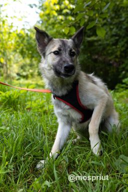 собака Кай из приюта ищет дом