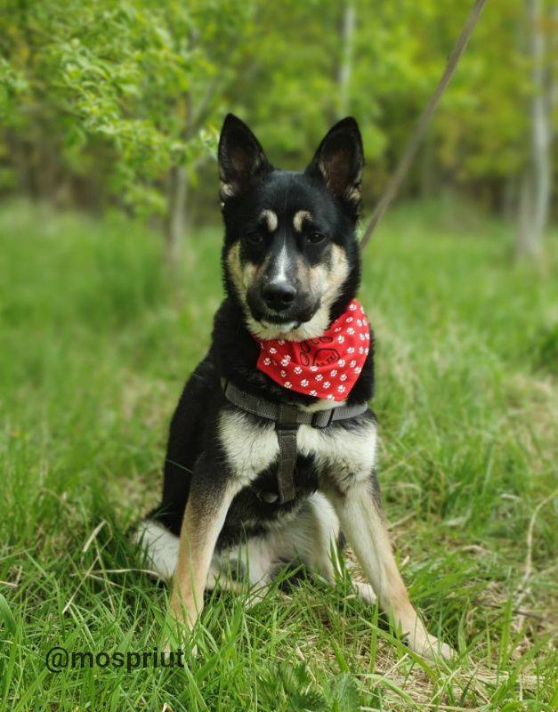 собака Босс  из приюта «Щербинка» для бездомных животных (собаки), Москва и Московская область
