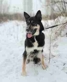 Приют для бездомных животных в Москве и Московской области | Взять собаку или кошку из приюта - mospriut