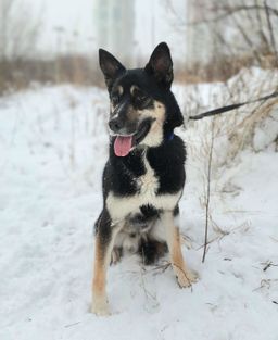 собака Босс из приюта ищет дом