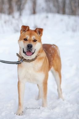 собака Ральф из приюта ищет дом