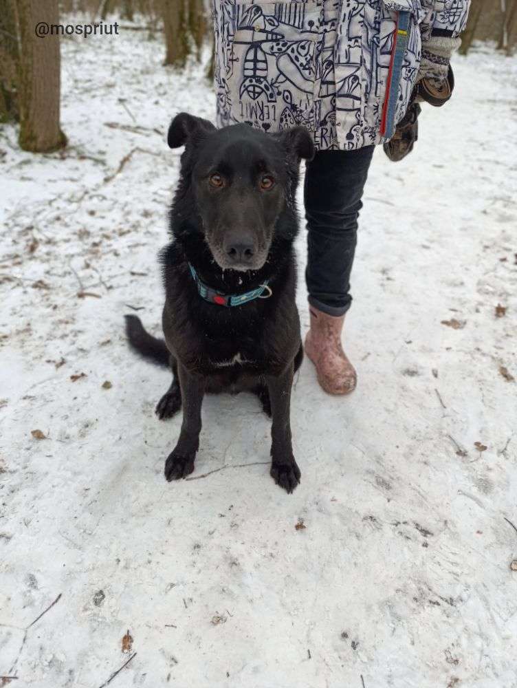 СОБАКА ЧЕРНЫШ  из приюта Щербинка для бездомных животных, Москва и Московская область | mospriut