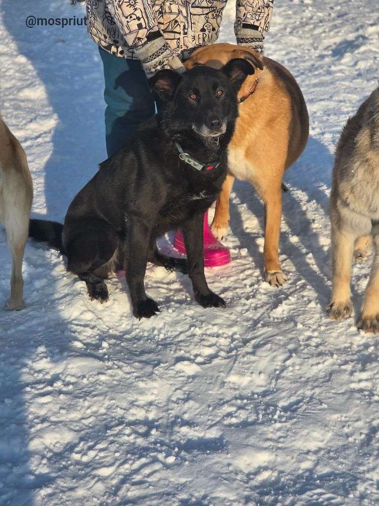 СОБАКА ЧЕРНЫШ  из приюта Щербинка для бездомных животных, Москва и Московская область | mospriut