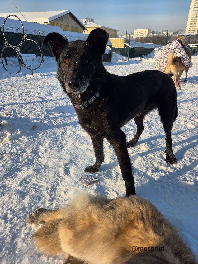 СОБАКА ЧЕРНЫШ  из приюта Щербинка для бездомных животных, Москва и Московская область | mospriut