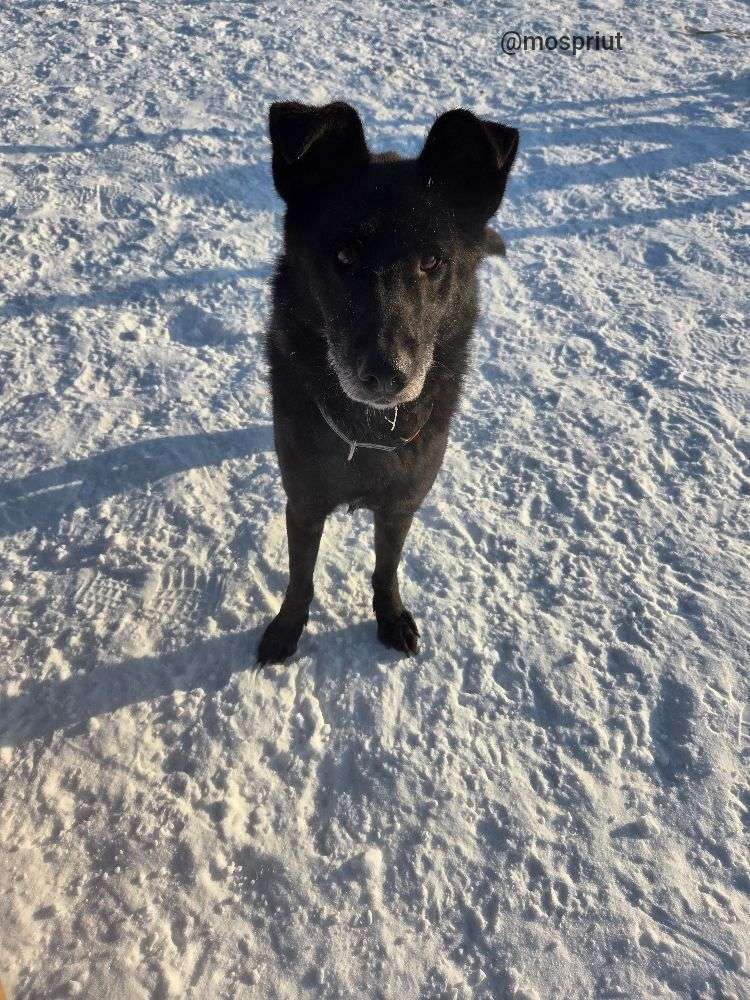 СОБАКА ЧЕРНЫШ  из приюта Щербинка для бездомных животных, Москва и Московская область | mospriut