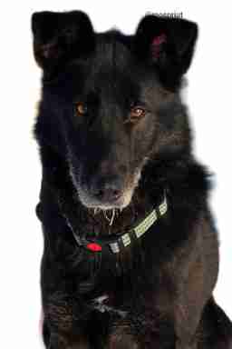 Приют для бездомных животных в Москве и Московской области | Взять собаку или кошку из приюта - mospriut