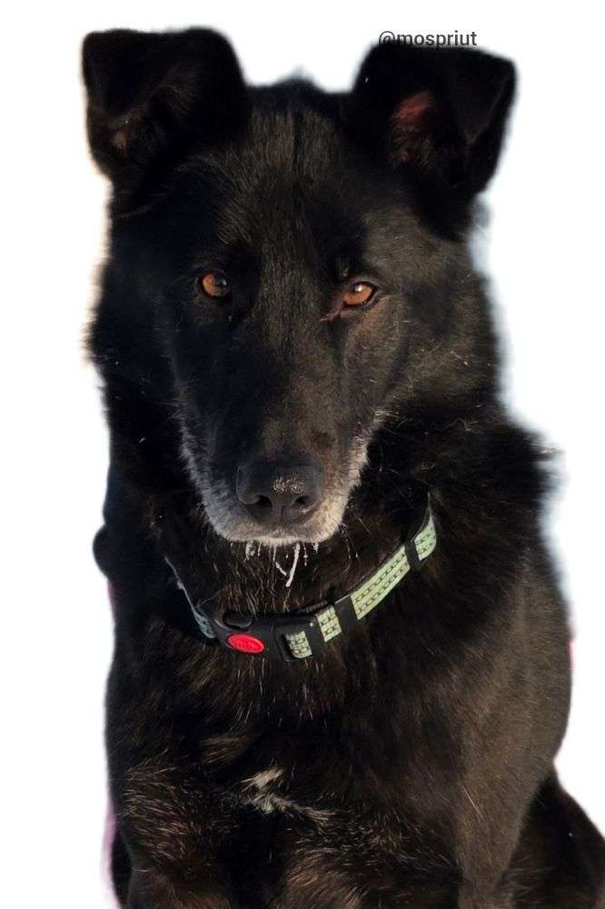 СОБАКА ЧЕРНЫШ  из приюта Щербинка для бездомных животных, Москва и Московская область | mospriut